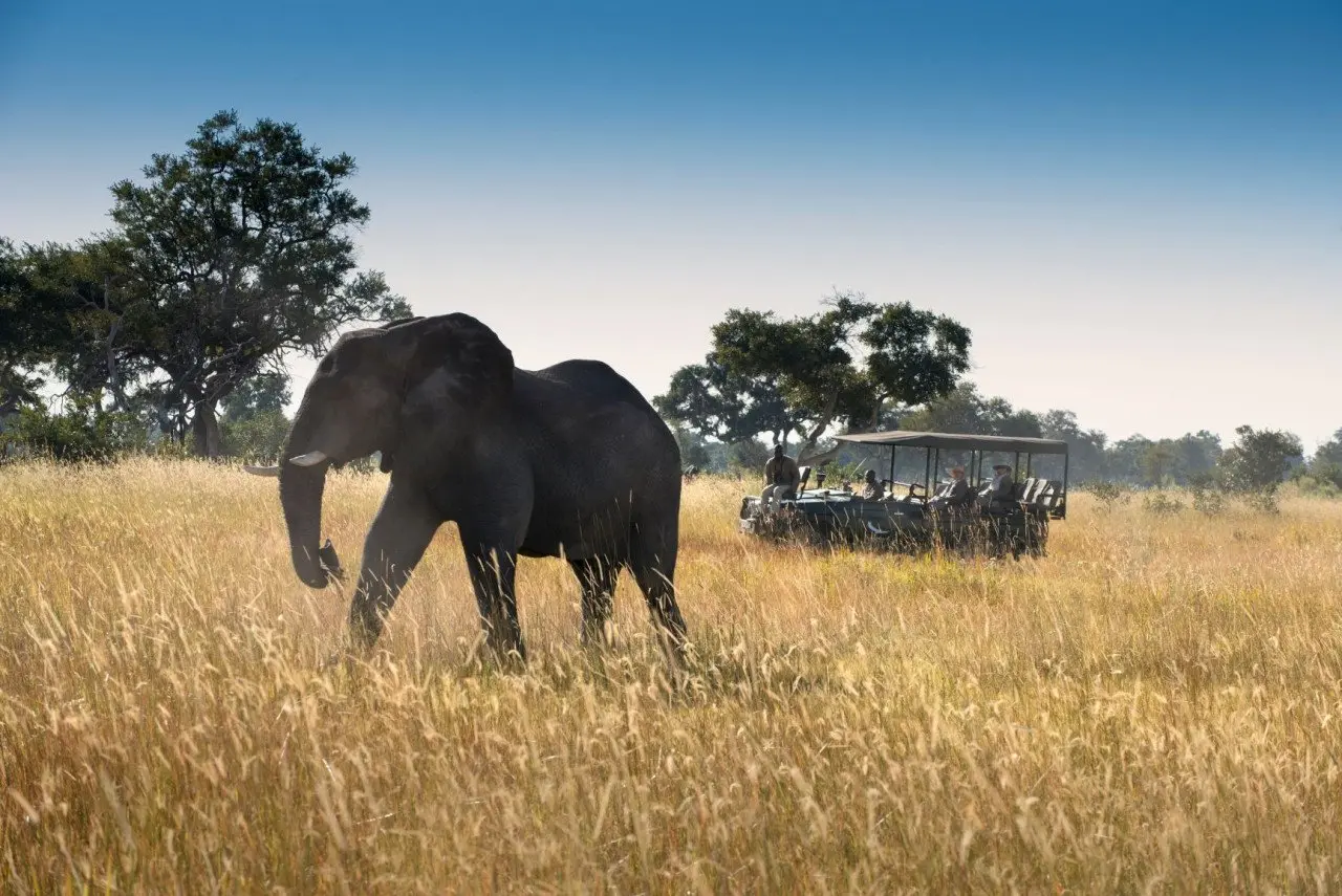 Botswana-Xaranna-Experience-Game-Drive-with-single-elephant