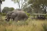 Botswana-Nxabega-Okavango-Delta-Camp-Experience-Game-Drive-with-elephant