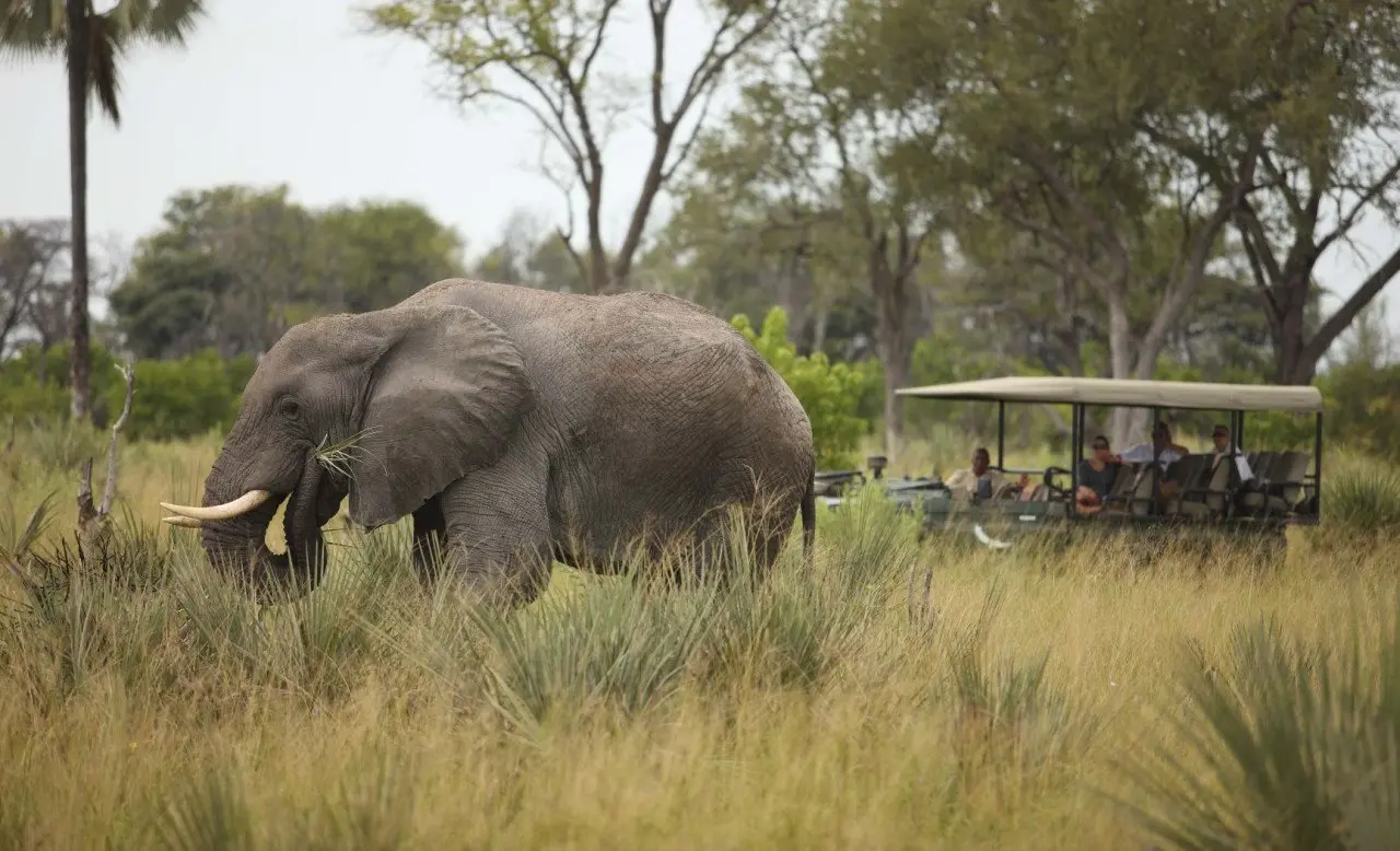 Botswana-Nxabega-Okavango-Delta-Camp-Experience-Game-Drive-with-elephant