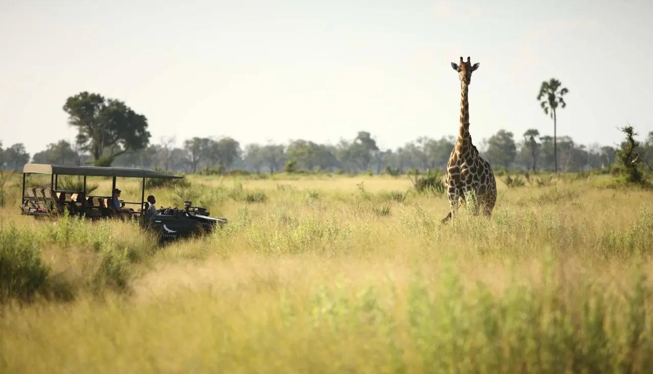 Botswana-Nxabega-Okavango-Delta-Camp-Experience-Game-Drive-view-of-a-giraffe