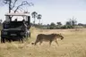 Botswana-Nxabega-Okavango-Delta-Camp-Experience-Game-Drive-with-single-lioness