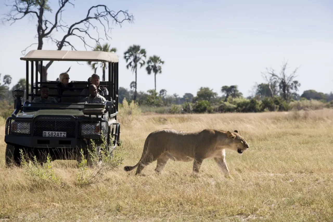 Botswana-Nxabega-Okavango-Delta-Camp-Experience-Game-Drive-with-single-lioness