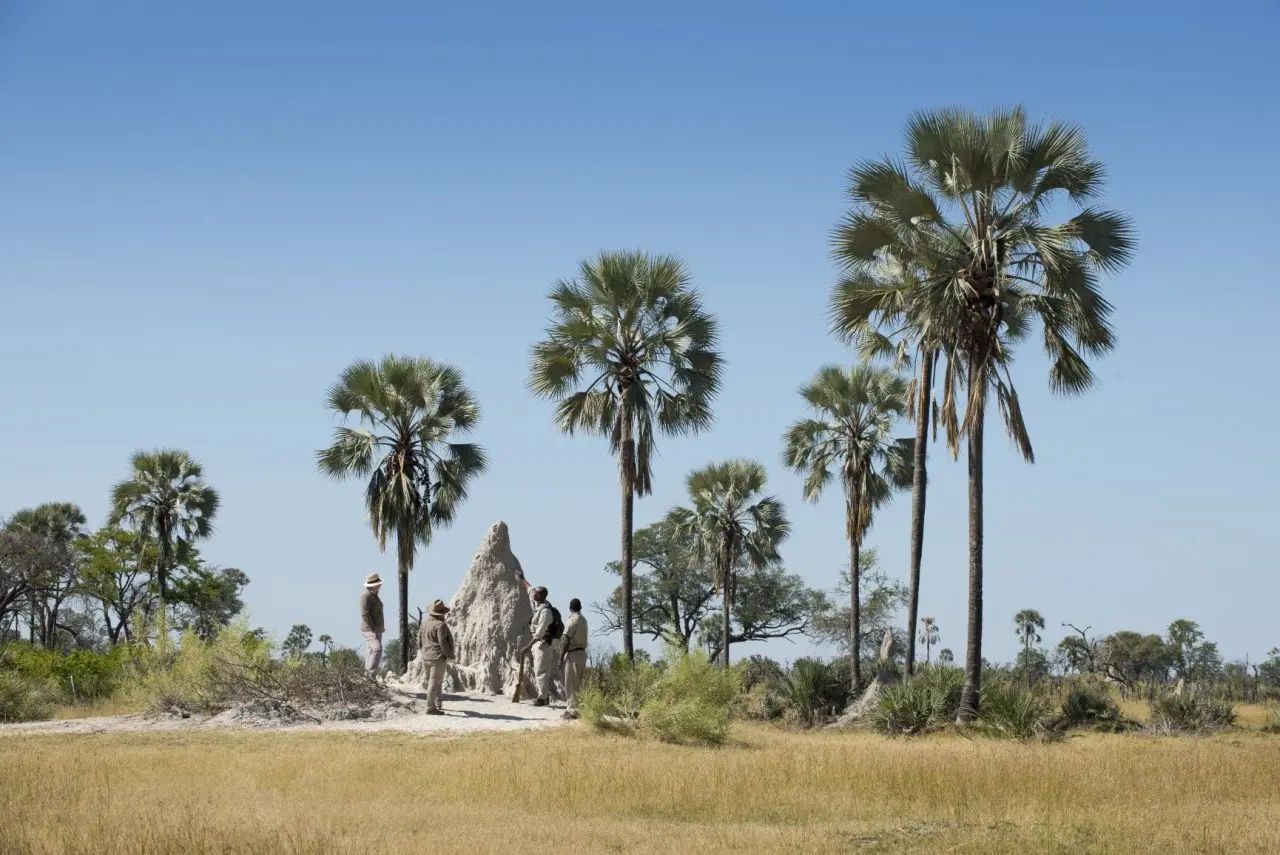 Botswana-Nxabega-Okavango-Tented-Camp-Experience-Walking-Safari