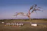 Botswana-Nxabega-Okavango-Tented-Camp-Guest-Delight-dinner-set-up-in-the-bush-at-sunset-without-people