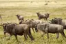 Africa-Wildebeest-Migration-_9