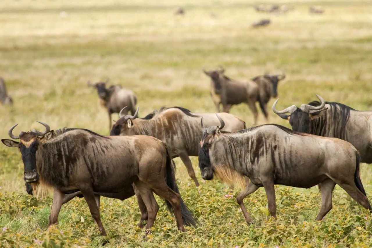 Africa-Wildebeest-Migration-_9