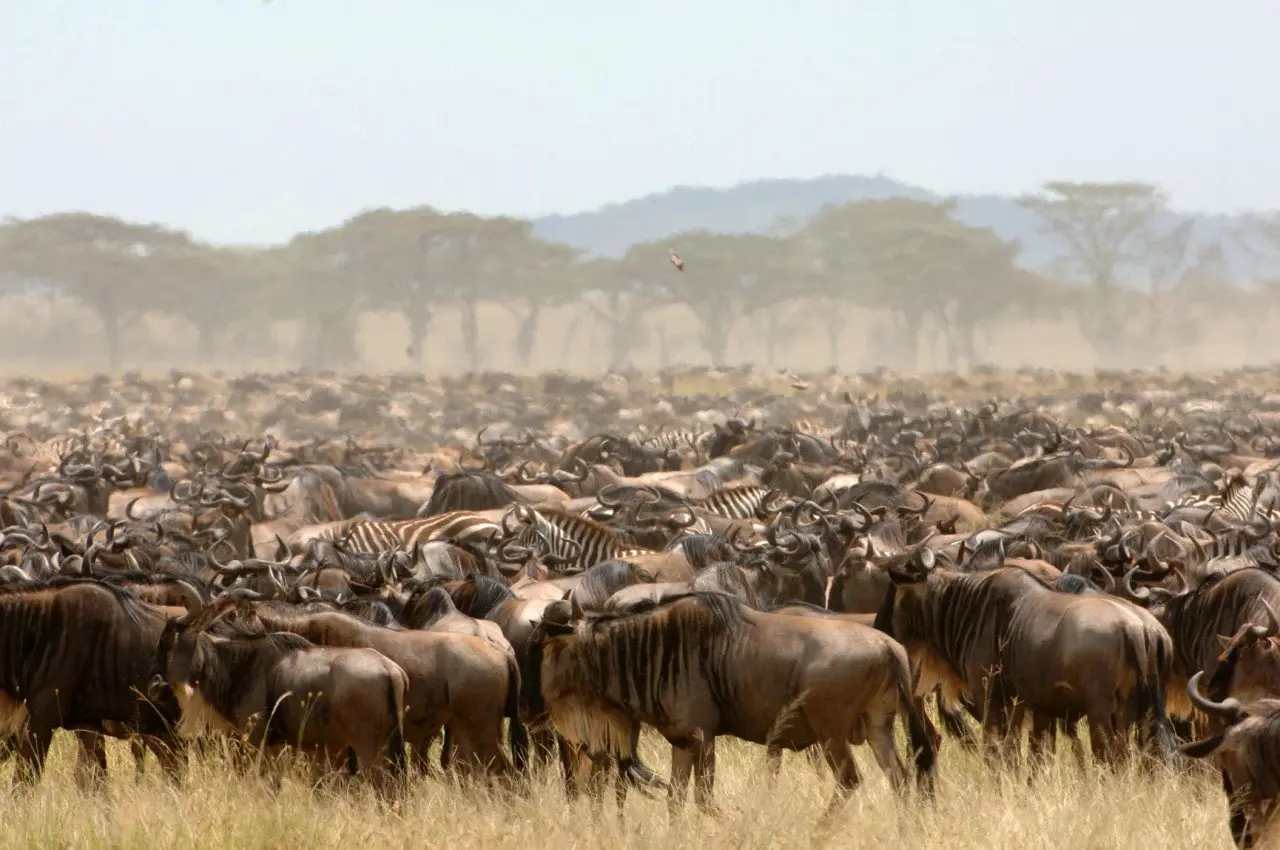 Africa-Wildebeest-Migration-_3