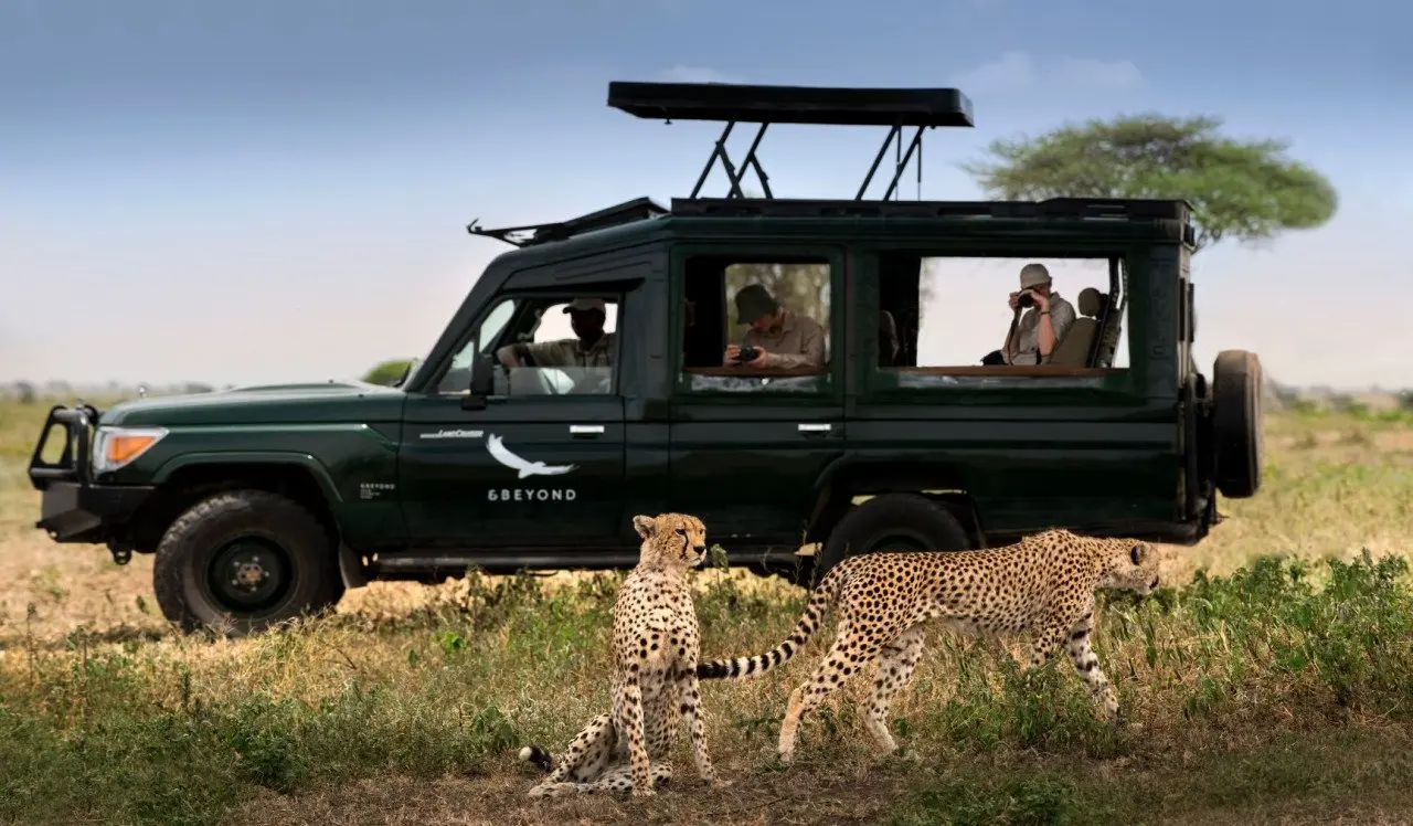 Tanzania-Serengeti-Under-Canvas-SUC-Experience-Game-drive-vehicle-with-cheetahs-12