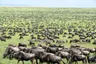 Uganda-great-migration