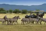 Tanzania-Lake-Manyara-Tree-Lodge-Experience-game-drive-vehicle-with-zebras-2018-2