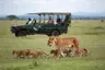 Africa-Tanzania-Grumeti-Experience-Game-drive-branded-vehicle-with-lioness-and-cubs-9