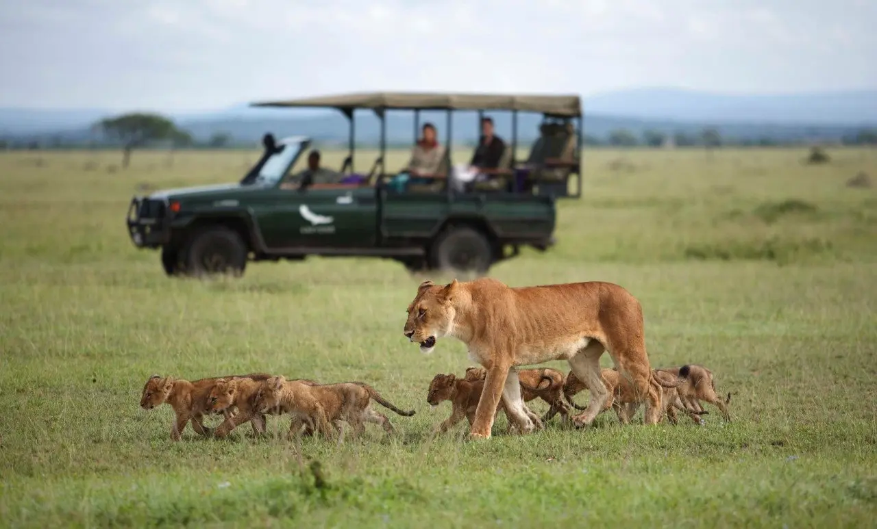 Africa-Tanzania-Grumeti-Experience-Game-drive-branded-vehicle-with-lioness-and-cubs-9