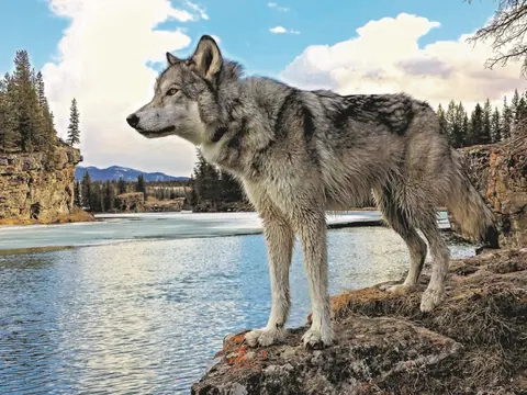 small©Discover Banff Tours