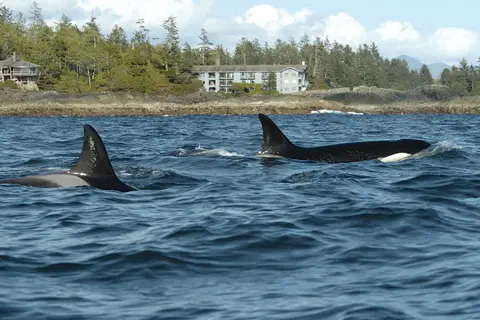 small_Orcas_at_the_Wick_John_Forde