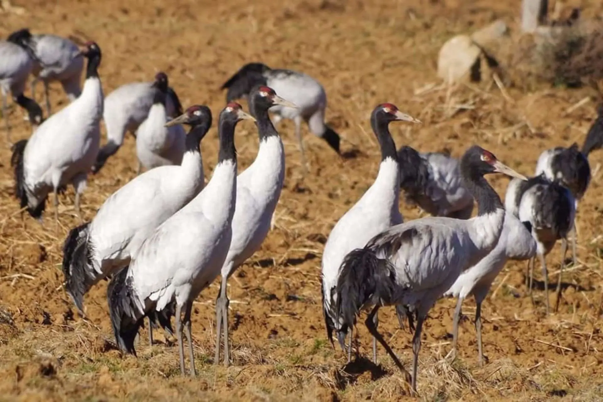 small_Romancing the Black-necked Crane 1