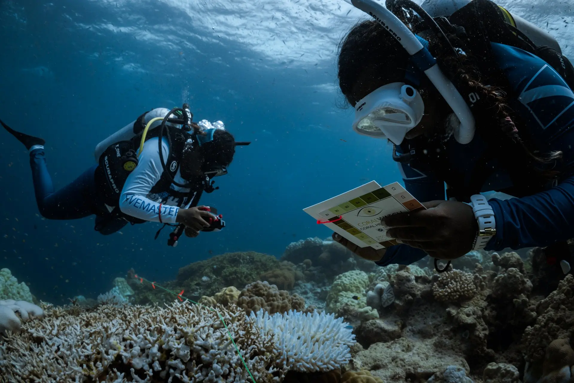 MUI team conducting coral bleaching survey