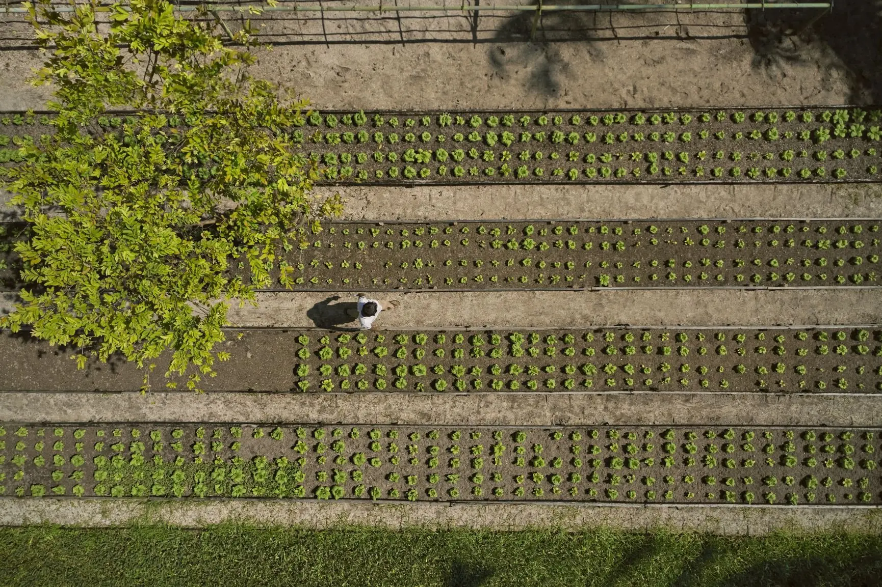 MM 20 COMO_CMF_Aerial_Garden View