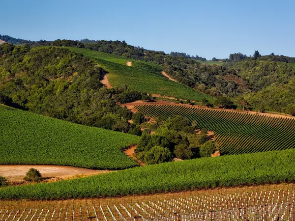 vineyard-1597724_1920