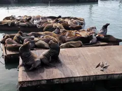 sea-lions-5042255_1920