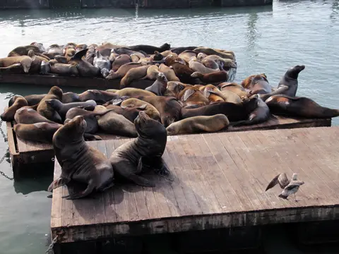 sea-lions-5042255_1920