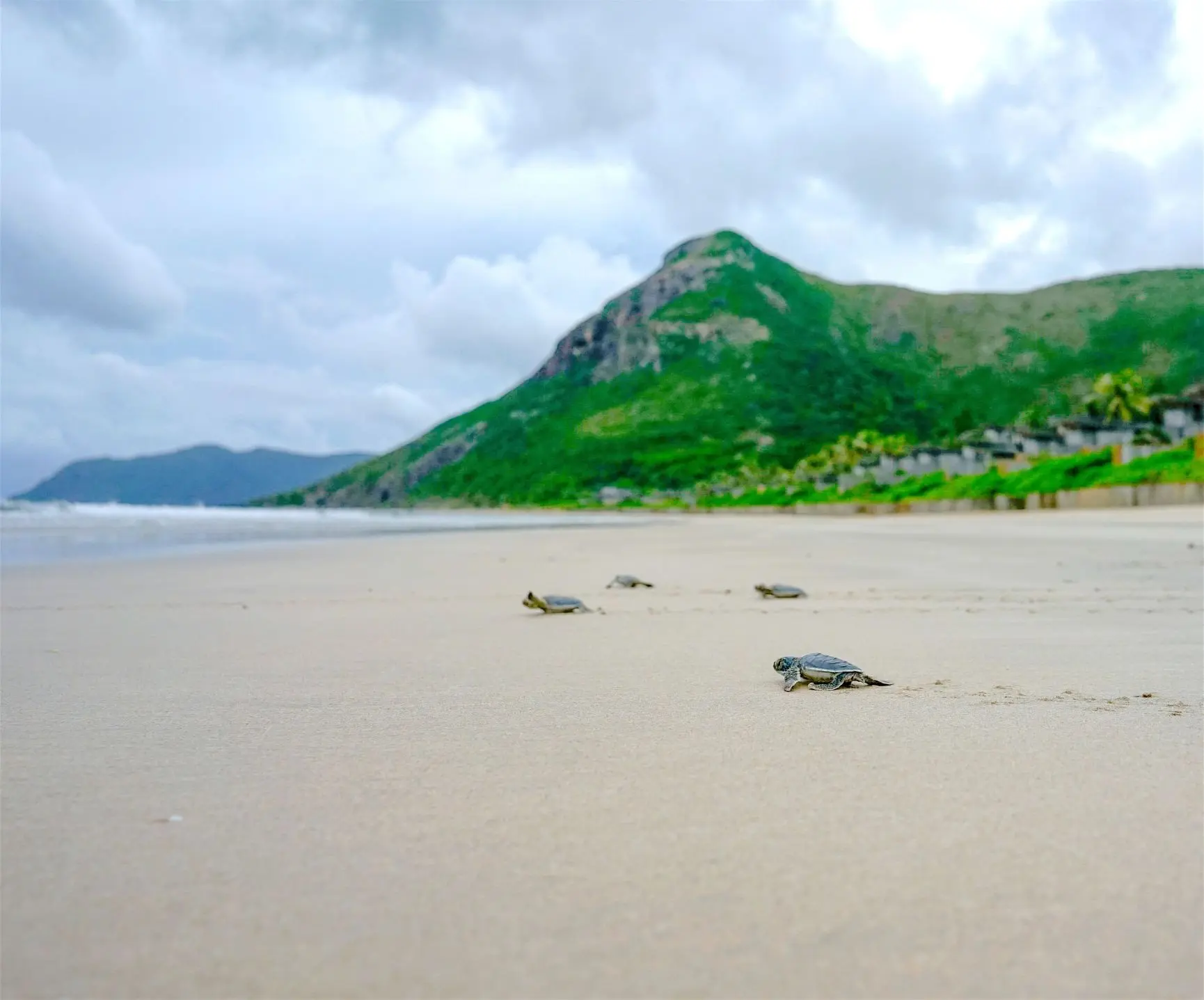 Con Dao Turtle Hatchling Release