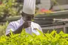 dusit-thani-maldives-facility-chef-in-the-garden