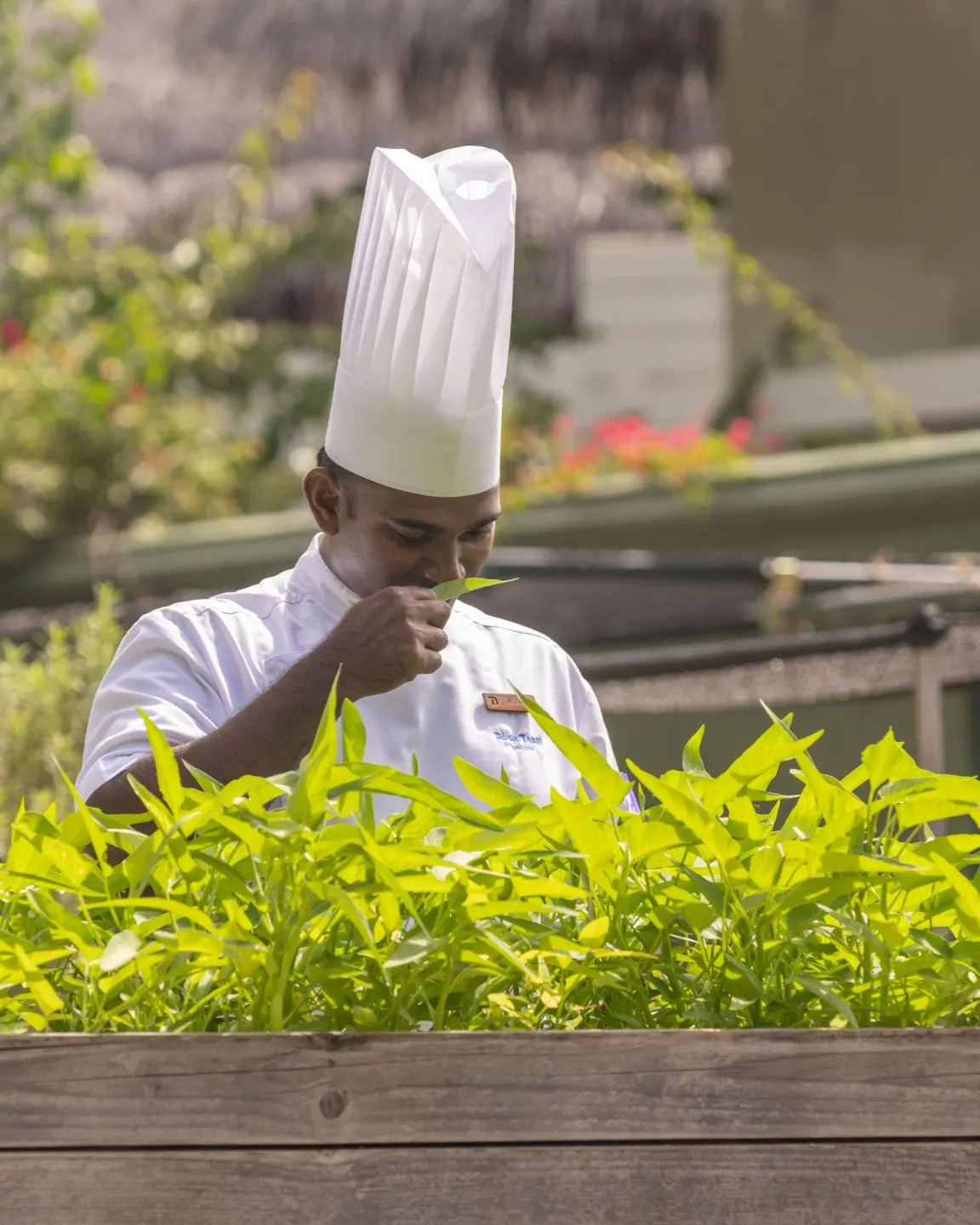 dusit-thani-maldives-facility-chef-in-the-garden