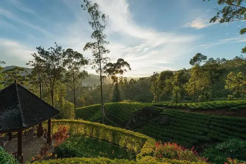 Ceylon-Tea-Trails-23