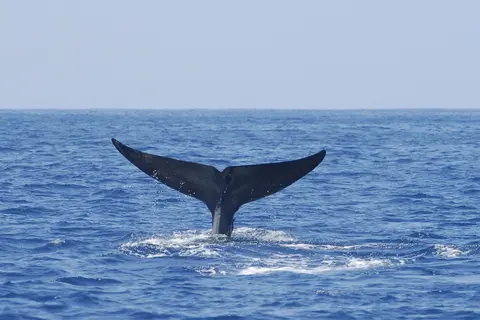whale_small