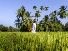 small_Amangalla, Sri Lanka - Cinnamon Tour Picnic.tif