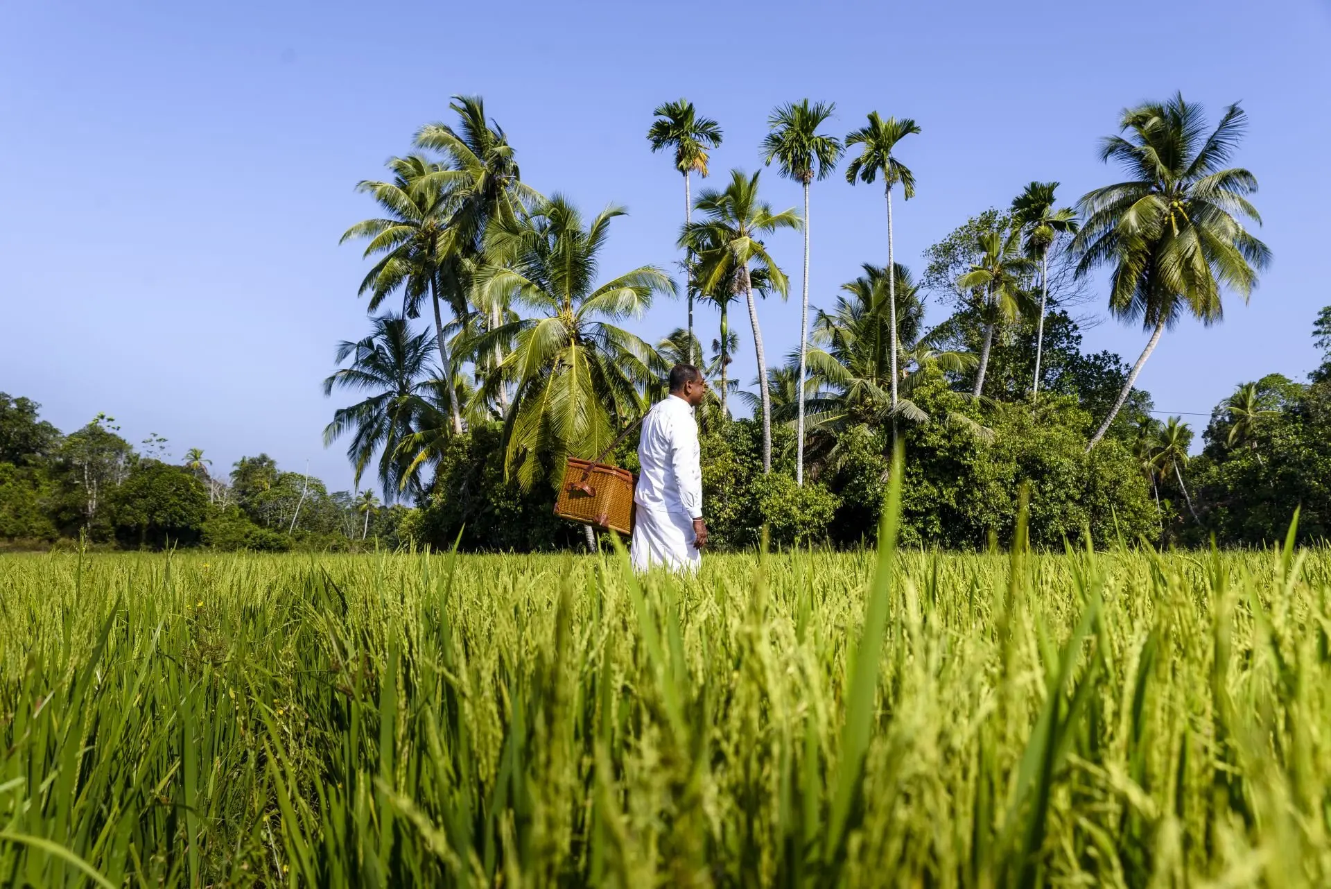 small_Amangalla, Sri Lanka - Cinnamon Tour Picnic.tif