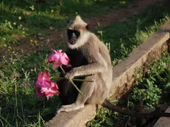 small affe