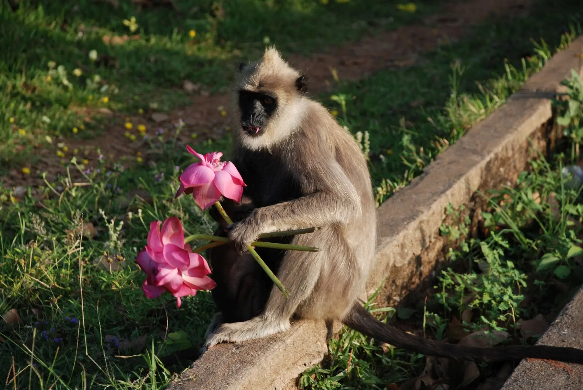 small affe