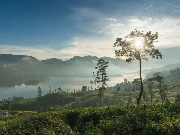 small_Tea Gardens - Tea Trails