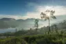 small_Tea Gardens - Tea Trails