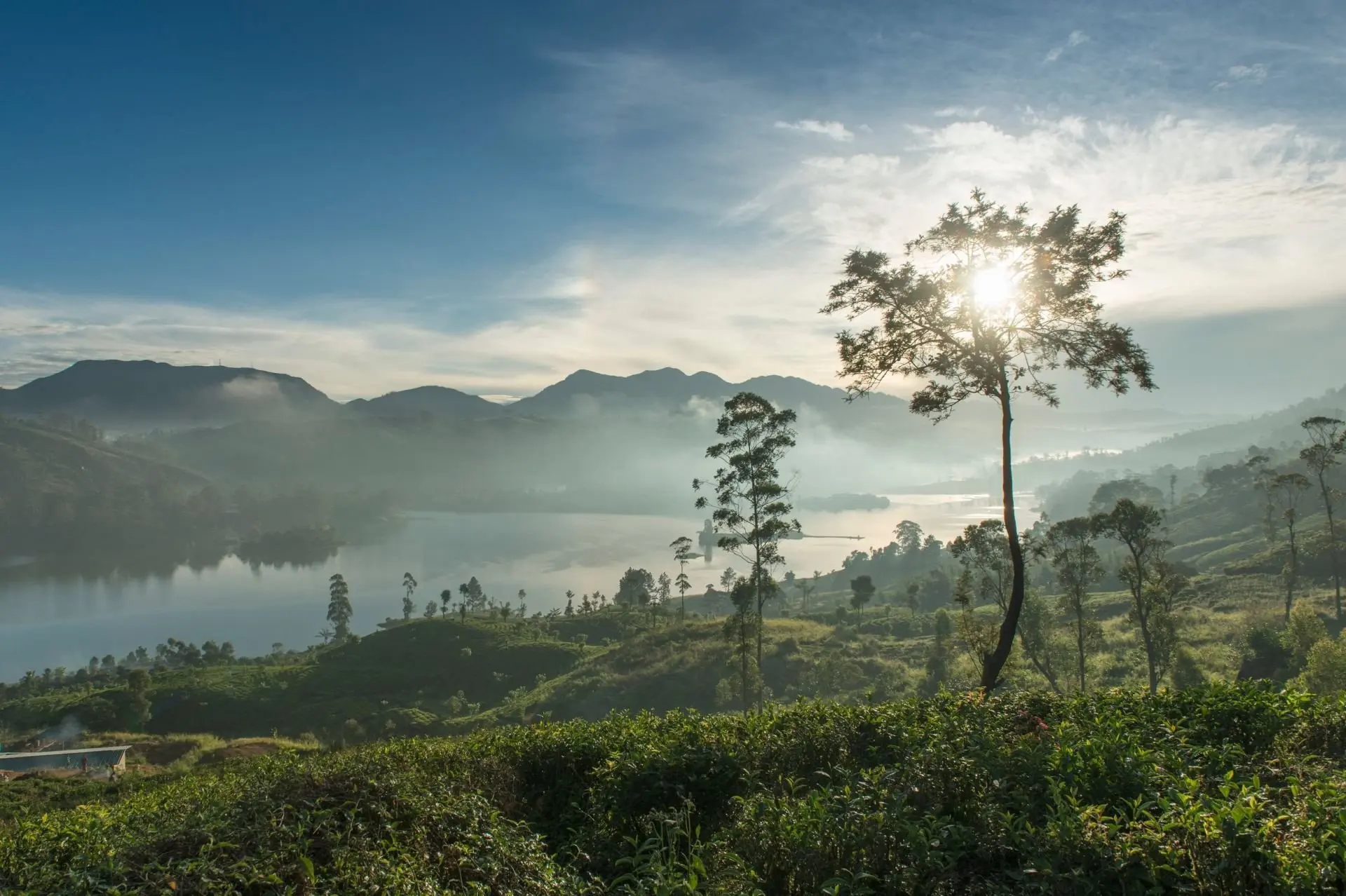 small_Tea Gardens - Tea Trails