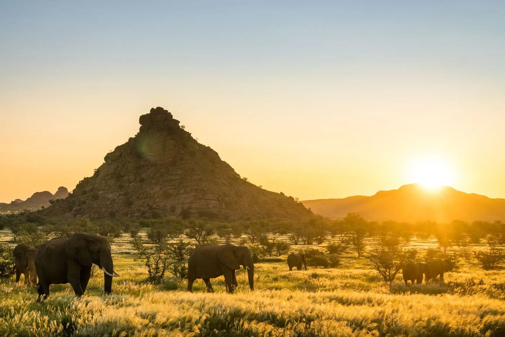 desert_elephants_1