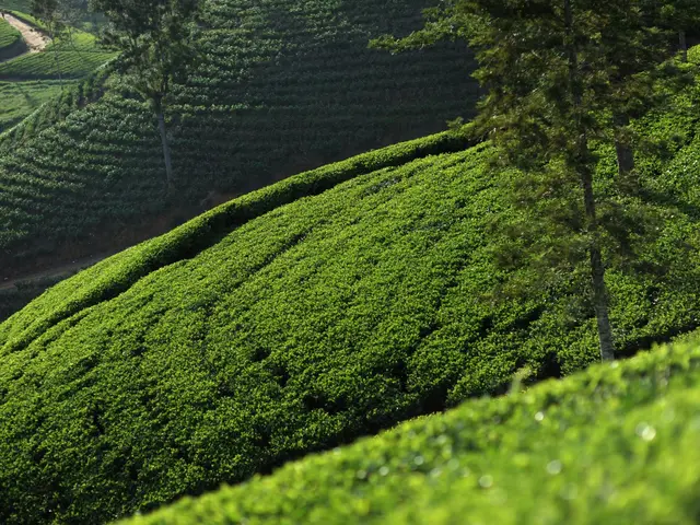 Tea Fields