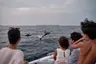 Seaside Finolhu_ASMAS Dolphin Cruise
