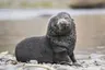 21438,1,hanseatic-nature-antarktis-fotografie-dietmar-denger-052
