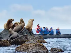 36114,1,expi-zodiac-seehunde