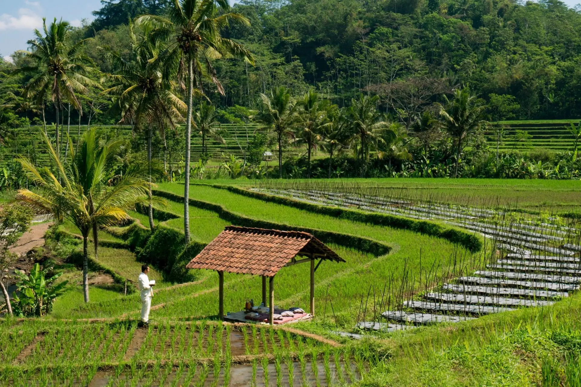 Amanjiwo, Indonesia - Picnic in the Rice Fields_14879