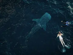 Aqua Blu - Swimming with whalesharks - 07