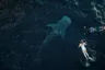 Aqua Blu - Swimming with whalesharks - 07