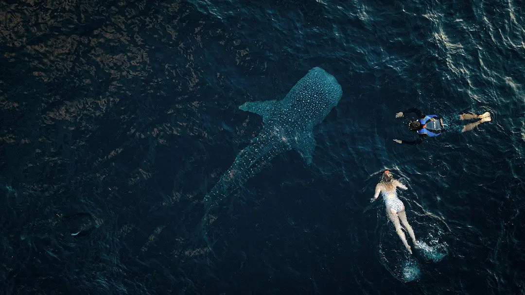 Aqua Blu - Swimming with whalesharks - 07