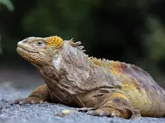Aqua Mare_Land iguanas_03