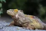 Aqua Mare_Land iguanas_03