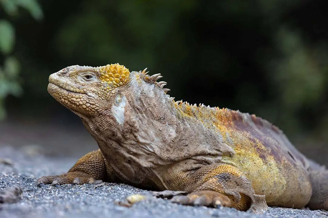 Aqua Mare_Land iguanas_03
