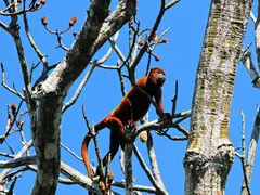 Wildlife Adventure - Amazon - Howler Monkey