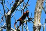 Wildlife Adventure - Amazon - Howler Monkey